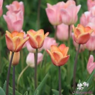 Apricot Foxx Tulip Bulbs