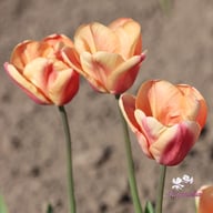 Apricot Foxx Tulip Bulbs