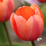 Apricot Impression Tulpan