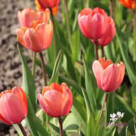 Apricot Impression Tulpan
