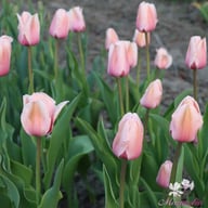 Apricot Impression Tulpan