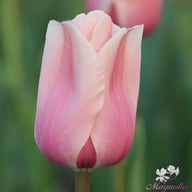 Apricot Impression Tulpan