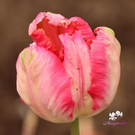 Apricot Parrot Tulip Bulbs