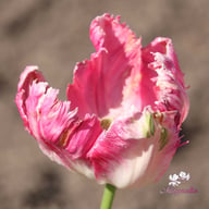 Apricot Parrot Tulip Bulbs