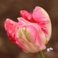 Apricot Parrot Tulip Bulbs