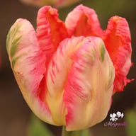Apricot Parrot Tulip Bulbs