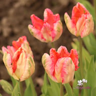 Apricot Parrot Tulip Bulbs