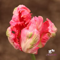 Apricot Parrot Tulip Bulbs