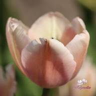 Apricot Pride Tulip Bulbs