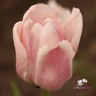Apricot Pride Tulip Bulbs