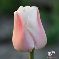 Apricot Pride Tulip Bulbs