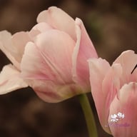 Apricot Pride Tulip Bulbs