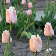 Apricot Pride Tulip Bulbs