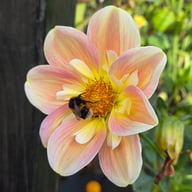 April Heather Dahlia Tuber