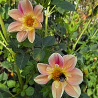 April Heather Dahlia Tuber