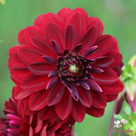 Arabian Night Dahlia Tuber