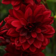 Arabian Night Dahlia Knöl