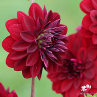 Arabian Night Dahlia Tuber