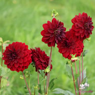 Arabian Night Dahlia Tuber