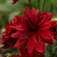 Arabian Night Dahlia Knöl