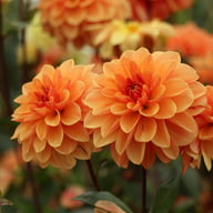 Arancia Dahlia Knöl