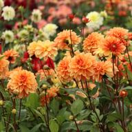 Arancia Dahlia Knöl
