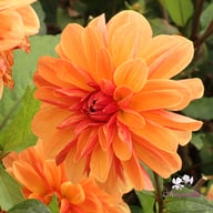 Arancia Dahlia Tuber