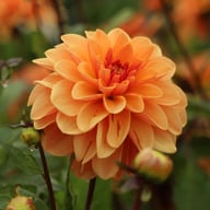 Arancia Dahlia Knöl
