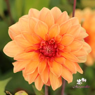 Arancia Dahlia Tuber
