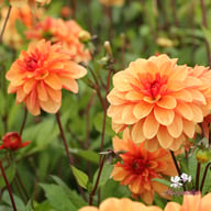 Arancia Dahlia Tuber