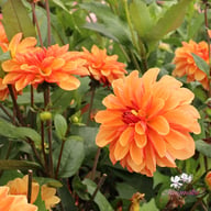 Arancia Dahlia Tuber