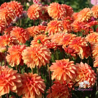 Arancia Dahlia Tuber