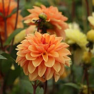 Arancia Dahlia Knöl