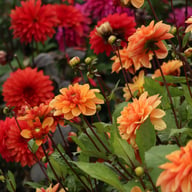 Arancia Dahlia Knöl