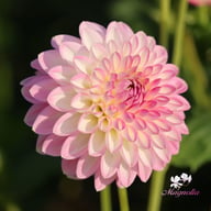 Arbatax Dahlia Knöl