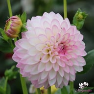 Arbatax Dahlia Knöl