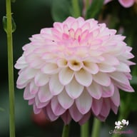 Arbatax Dahlia Knöl