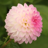 Arbatax Dahlia Knöl