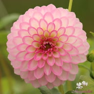 Arbatax Dahlia Knöl