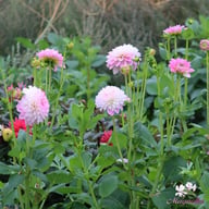Arbatax Dahlia Knöl