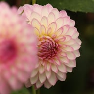 Arbatax Dahlia Knöl