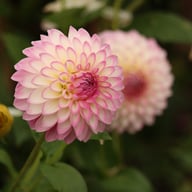 Arbatax Dahlia Knöl