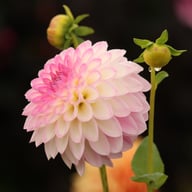 Arbatax Dahlia Knöl
