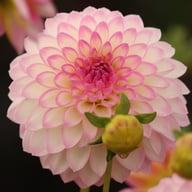 Arbatax Dahlia Knöl