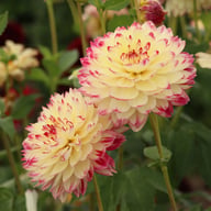 Ariko Aphrodite Dahlia Tuber