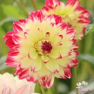 Ariko Aphrodite Dahlia Knöl