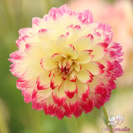 Ariko Aphrodite Dahlia Knöl