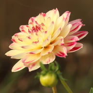 Ariko Aphrodite Dahlia Knöl