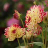 Ariko Aphrodite Dahlia Tuber