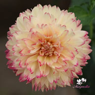 Ariko Aphrodite Dahlia Knöl